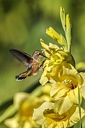Hummingbird—Hummingbird Touchdown
