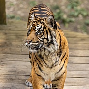 Sumatran Tiger