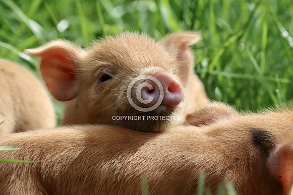 Kune Kune Piglet