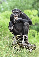 Chimpanzee