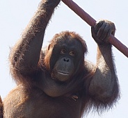 Orangutan