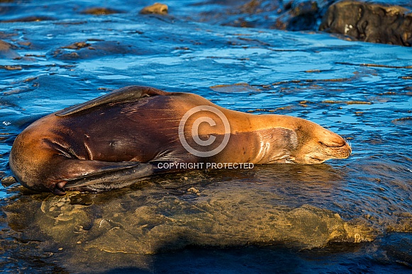 California Sea Lion California Sea Lion