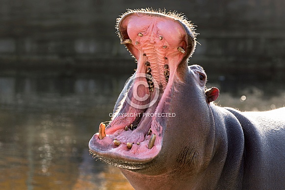 Yawning Hippo