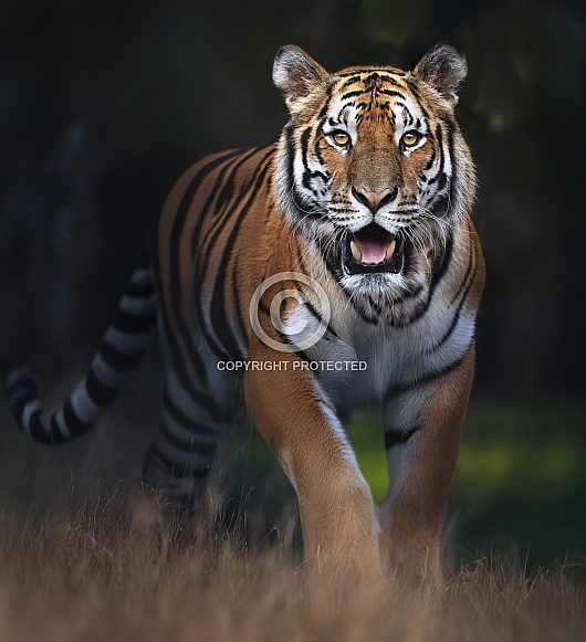 Bengal Tiger