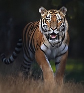 Bengal Tiger