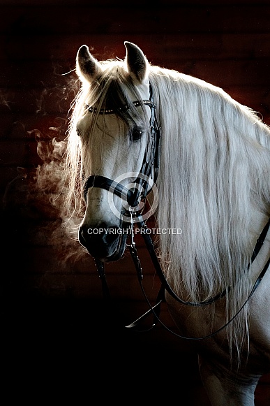 Andalusian Horse--White Hot