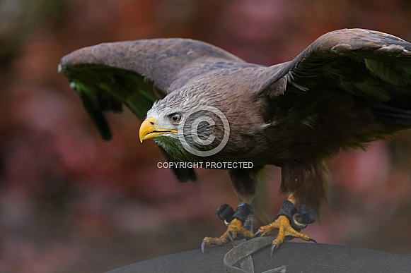 Yellow-Billed Kite