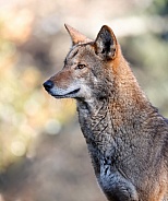 Red Wolf