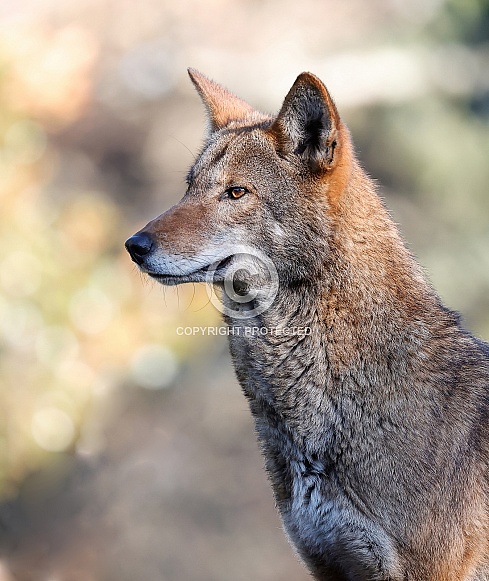 Red Wolf Red Wolf