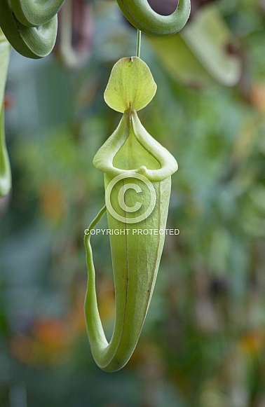 Carnivorous Pitcher Plants - Philippines