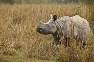 Indian rhino in the nature habitat