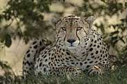 Cheetah