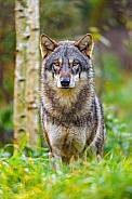 Pretty wolf posing