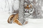 Siberian Tiger-Tree Hugger Siberian Style
