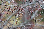 Cedar Waxwing (Bombycilla cedrorum)