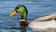 male mallard duck - Anas platyrhynchos - drake with green head with water droplets on face swimming in water