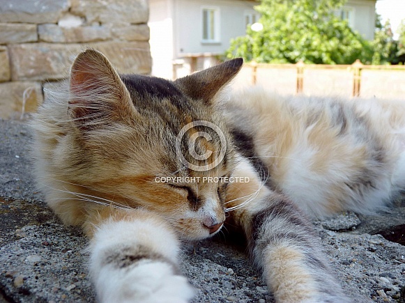 Domestic Cat Domestic Cat