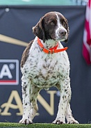 Brittany Spaniel