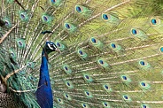 Peacock Displaying Tail Feathers Side Profille