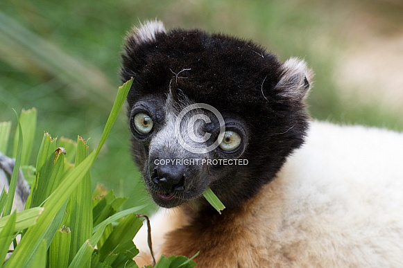 Crowned Sifaka Crowned Sifaka