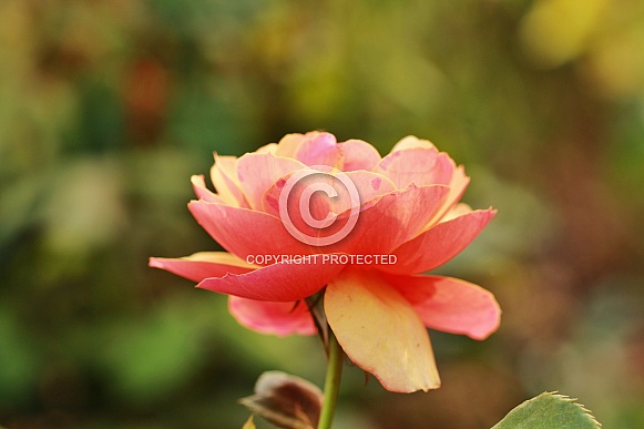 Orange and yellow rose Orange and yellow rose