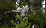 Great Grey Owl--Dive Bomber