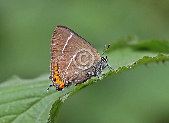 White letter Hairstreak
