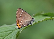 White letter Hairstreak
