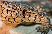 Perentie lizard