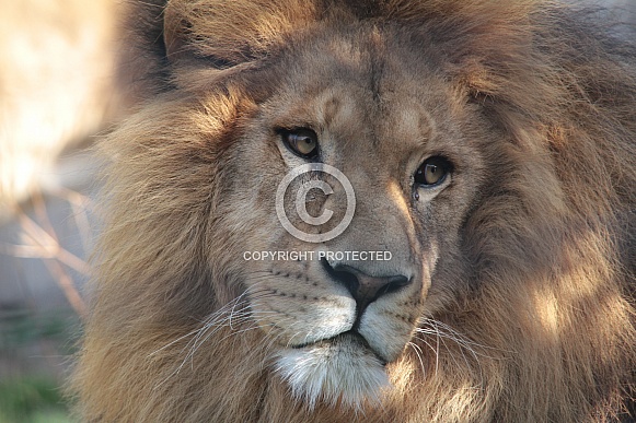Simba the lion king