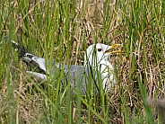 Mew Gull Nesting in Alaska