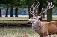 Red deer