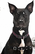 Staffordshire terrier mix (Maya) dog