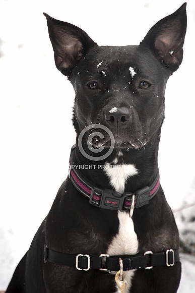 Staffordshire terrier mix (Maya) dog Staffordshire terrier mix (Maya) dog