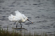 The Eurasian spoonbill