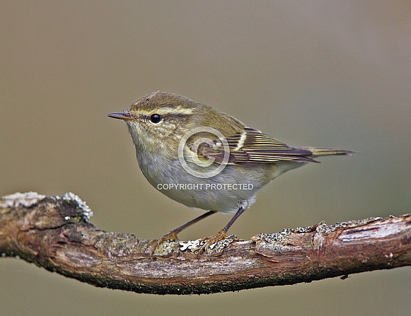 Yellow browed Warbler Yellow browed Warbler