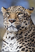 Leopard