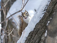 Goofy squirrel on a branch