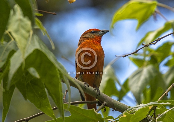 Hepatic Tanager Hepatic Tanager