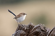 Superb fairy wren (wild)