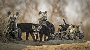 Group of Hyenas