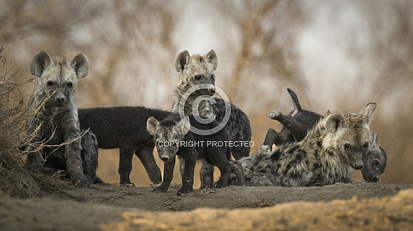 Group of Hyenas