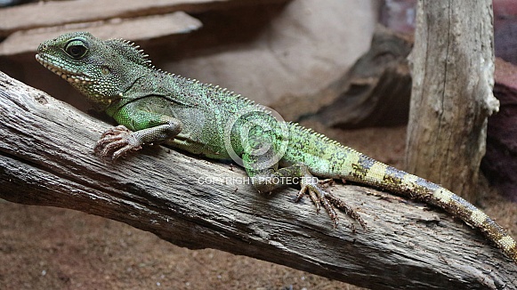 Chinese Water Dragon