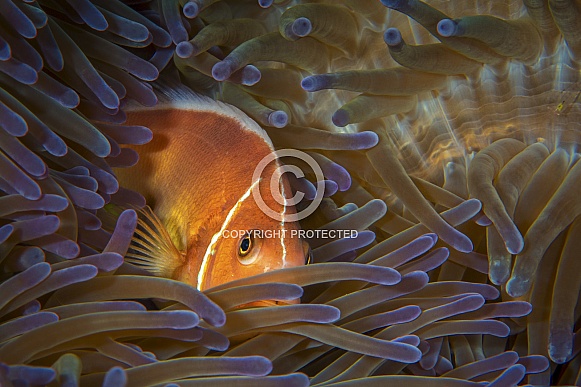 Anemonefish