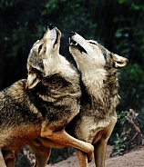 Grey Wolves (Canis lupus)
