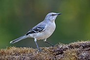 Northern Mockingbird