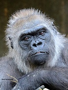 gorilla portret