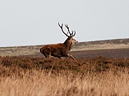 Red deer stag - running