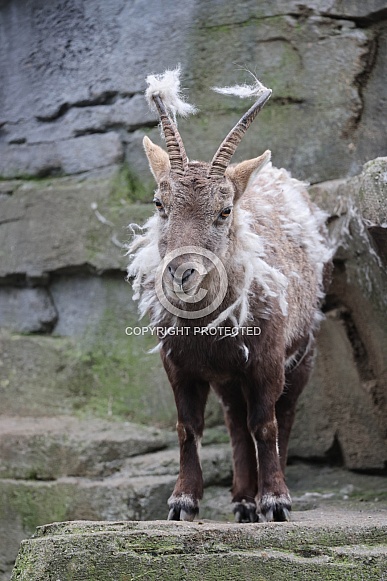 Alpine Ibex (Capra Ibex)