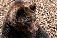 European Brown Bear